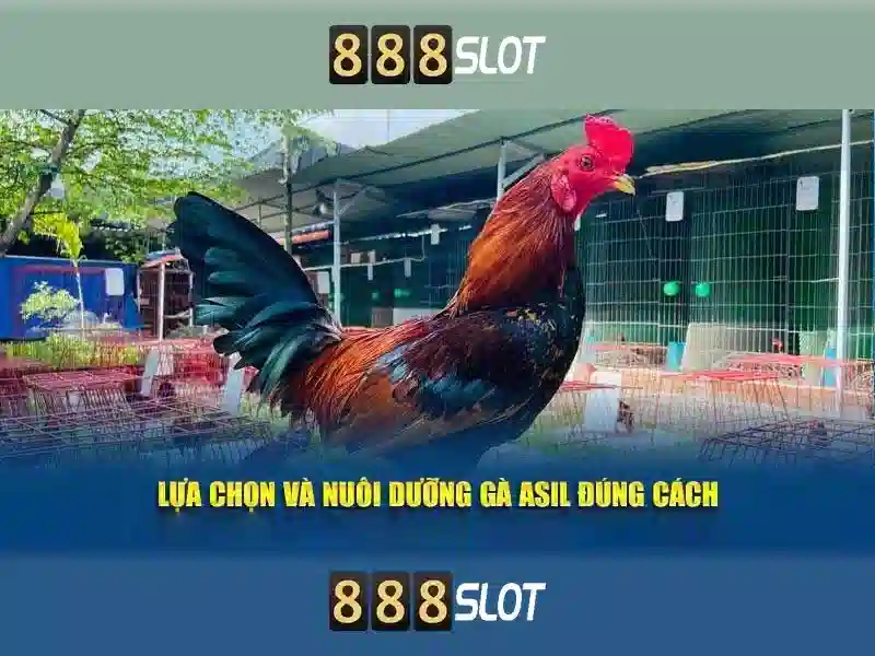 mà nhận thưởng 888slot – Tổng quan và trải nghiệm
